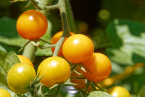 Guide pour reussir la pollinisation des plants de tomates